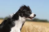 BORDER COLLIE 130